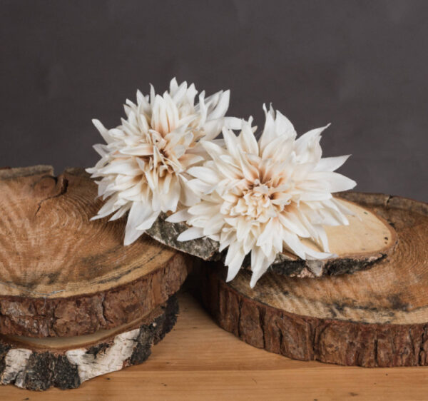Café Au Lait Dahlia