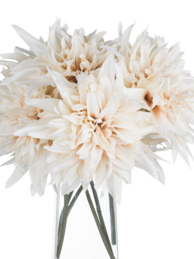 Café Au Lait Dahlia