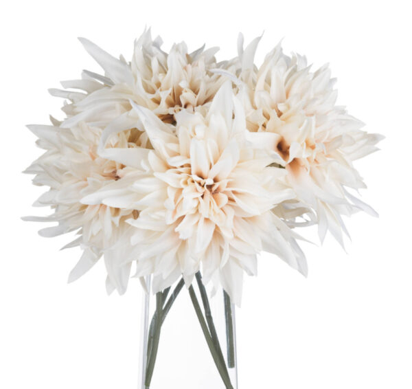 Café Au Lait Dahlia - Image 2