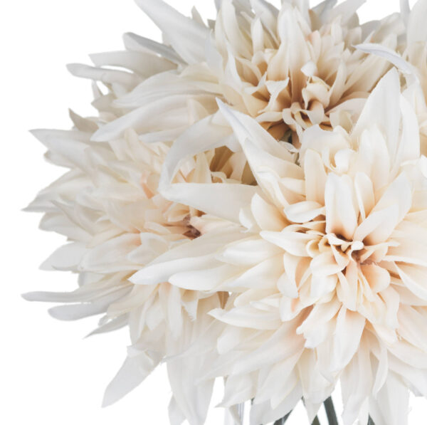 Café Au Lait Dahlia - Image 3