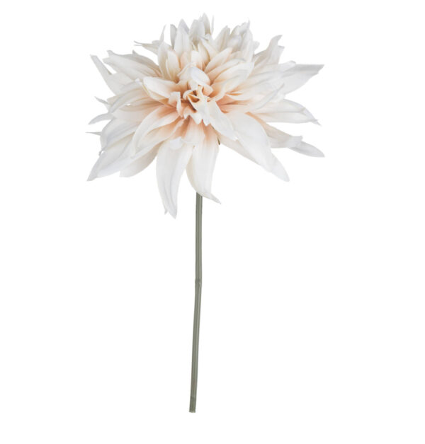 Café Au Lait Dahlia - Image 4