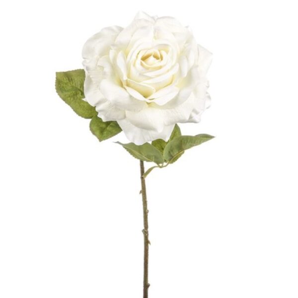 Dawn Rose