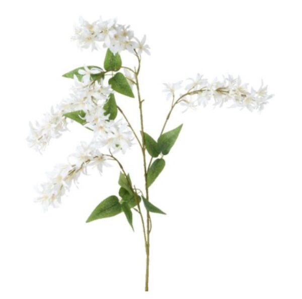 White Spray Wisteria