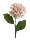 Pink Hydrangea Stem
