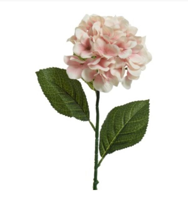 Pink Hydrangea Stem