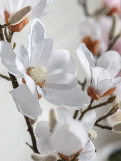 Potted Magnolia in White