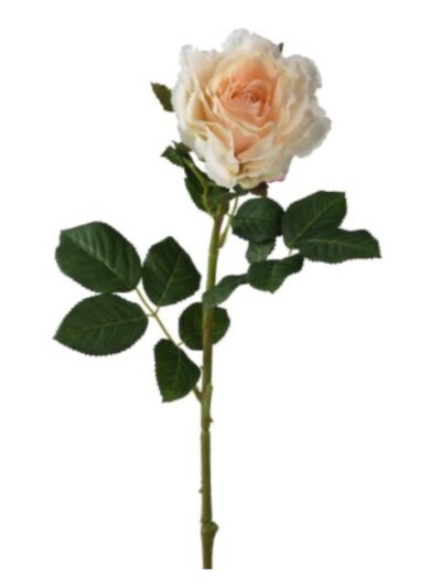 Peach Rose