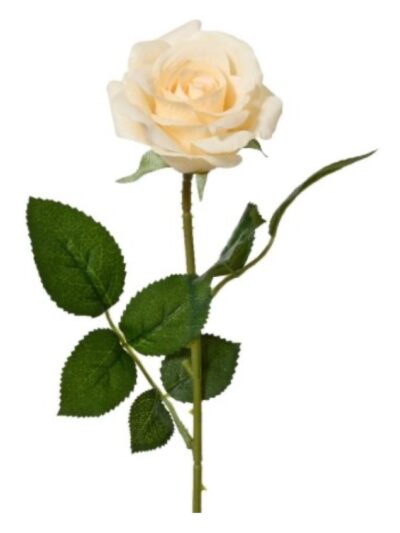Cream Rose on Stem