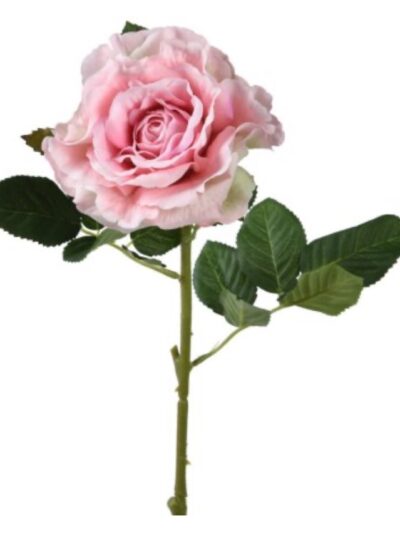 Pink Rose
