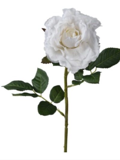White Rose