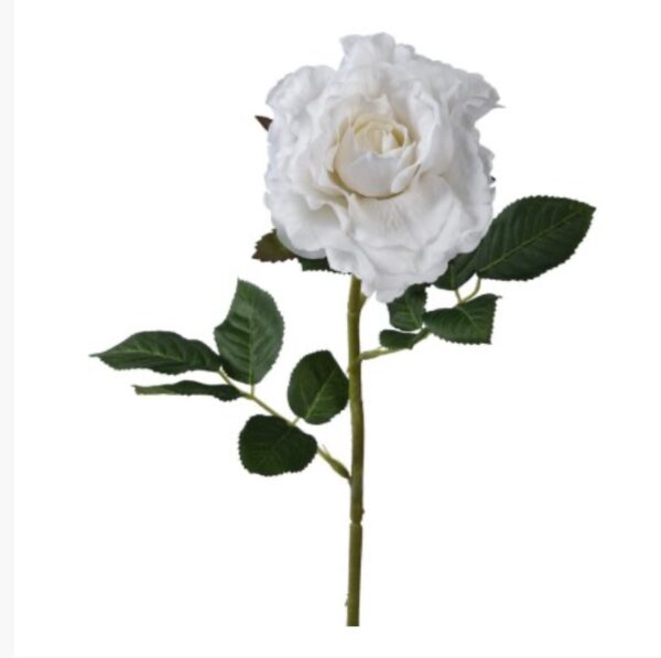 White Rose
