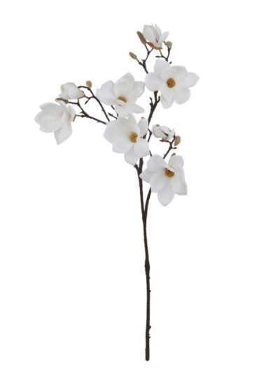 White Magnolia Stem