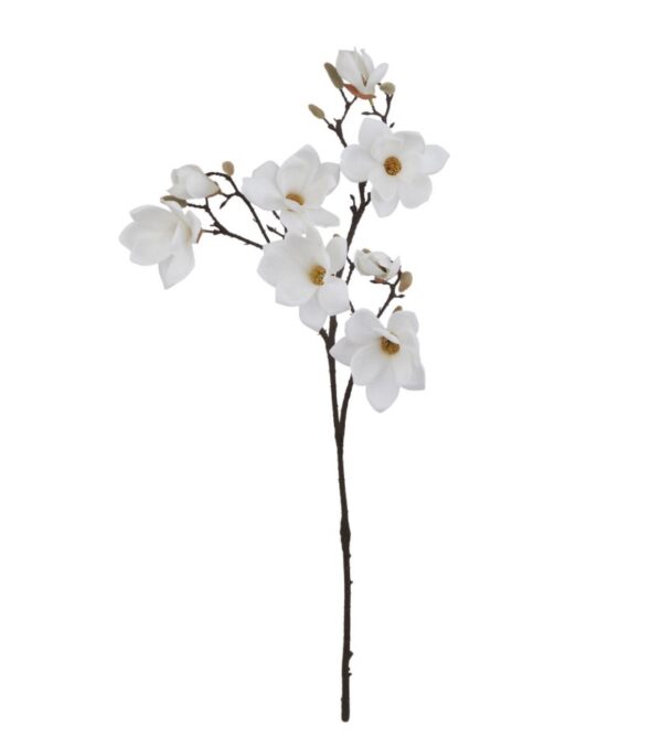 White Magnolia Stem