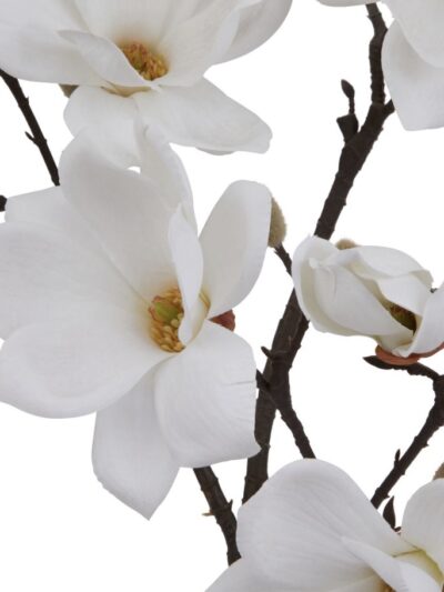 White Magnolia Stem
