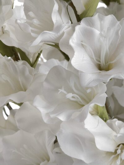 White Gladioli
