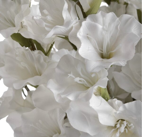 White Gladioli - Image 2