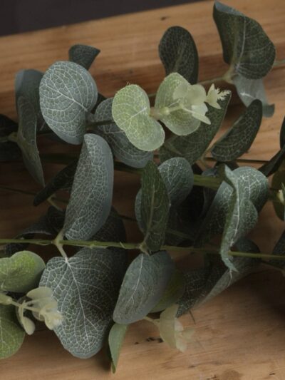Eucalyptus Spray