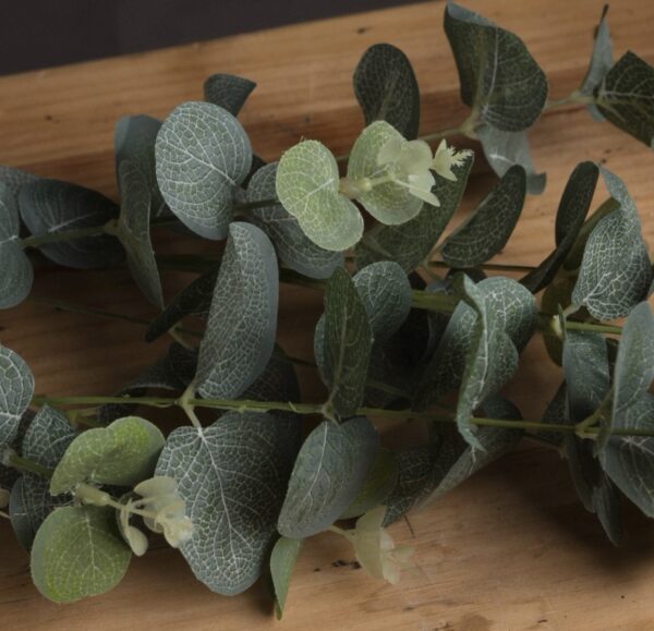 Eucalyptus Spray - Image 2
