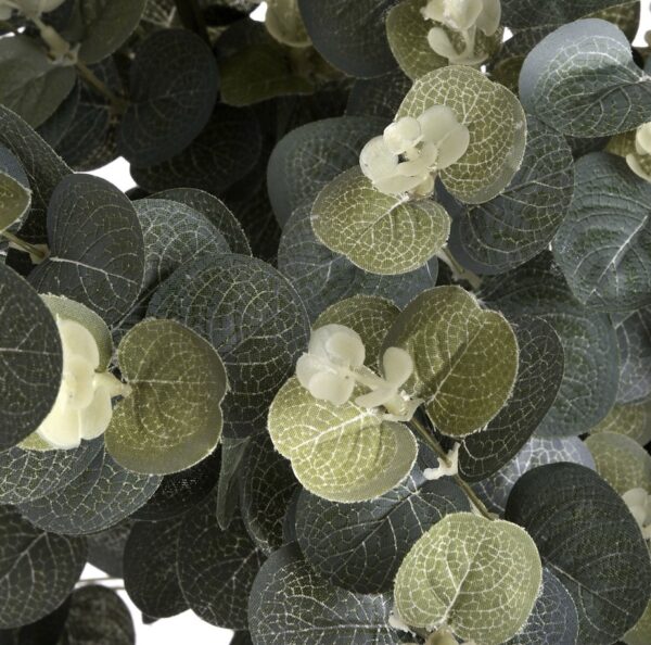 Eucalyptus Spray - Image 3